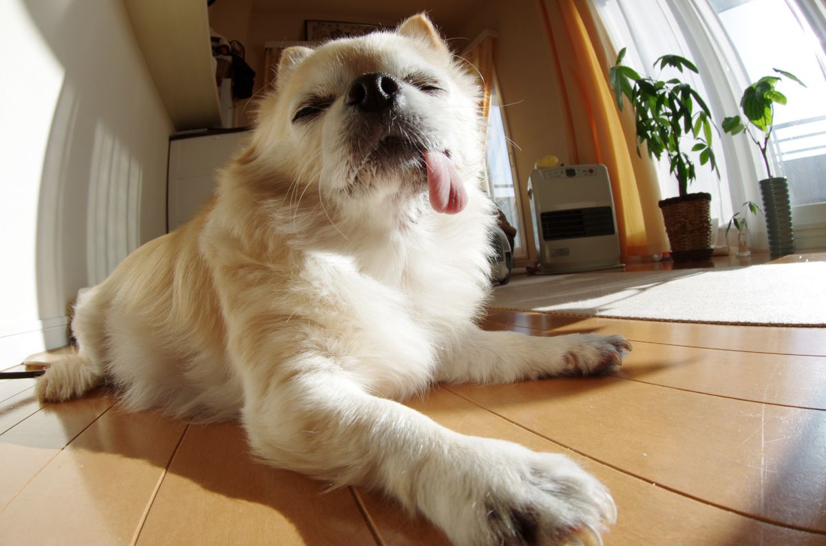 駄犬