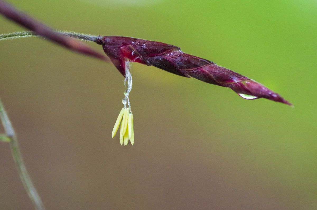 スズタケの花 植物 花 花びら Ganref