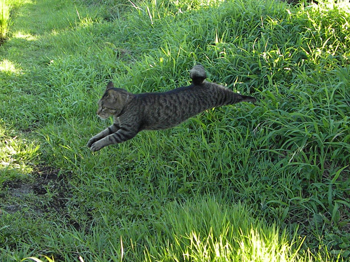 走る俺たち 2 動物 猫 Ganref