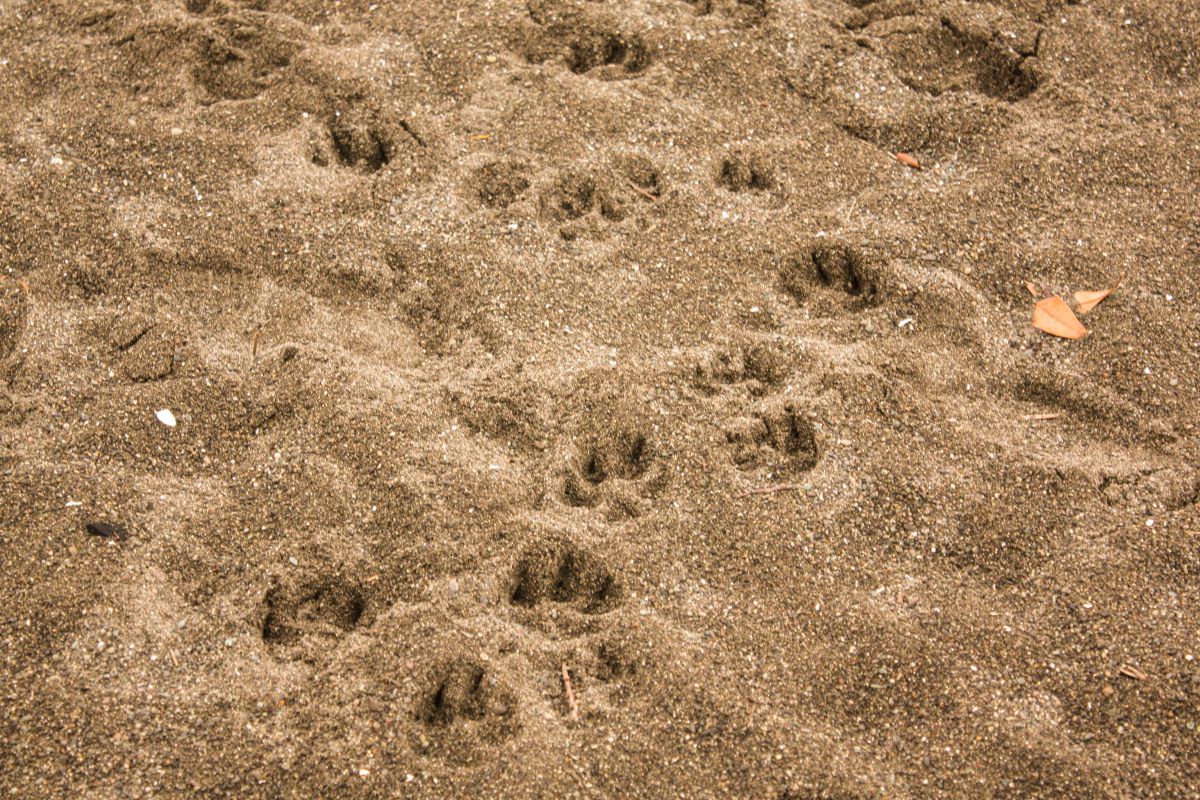 この足跡は... ? GANREF