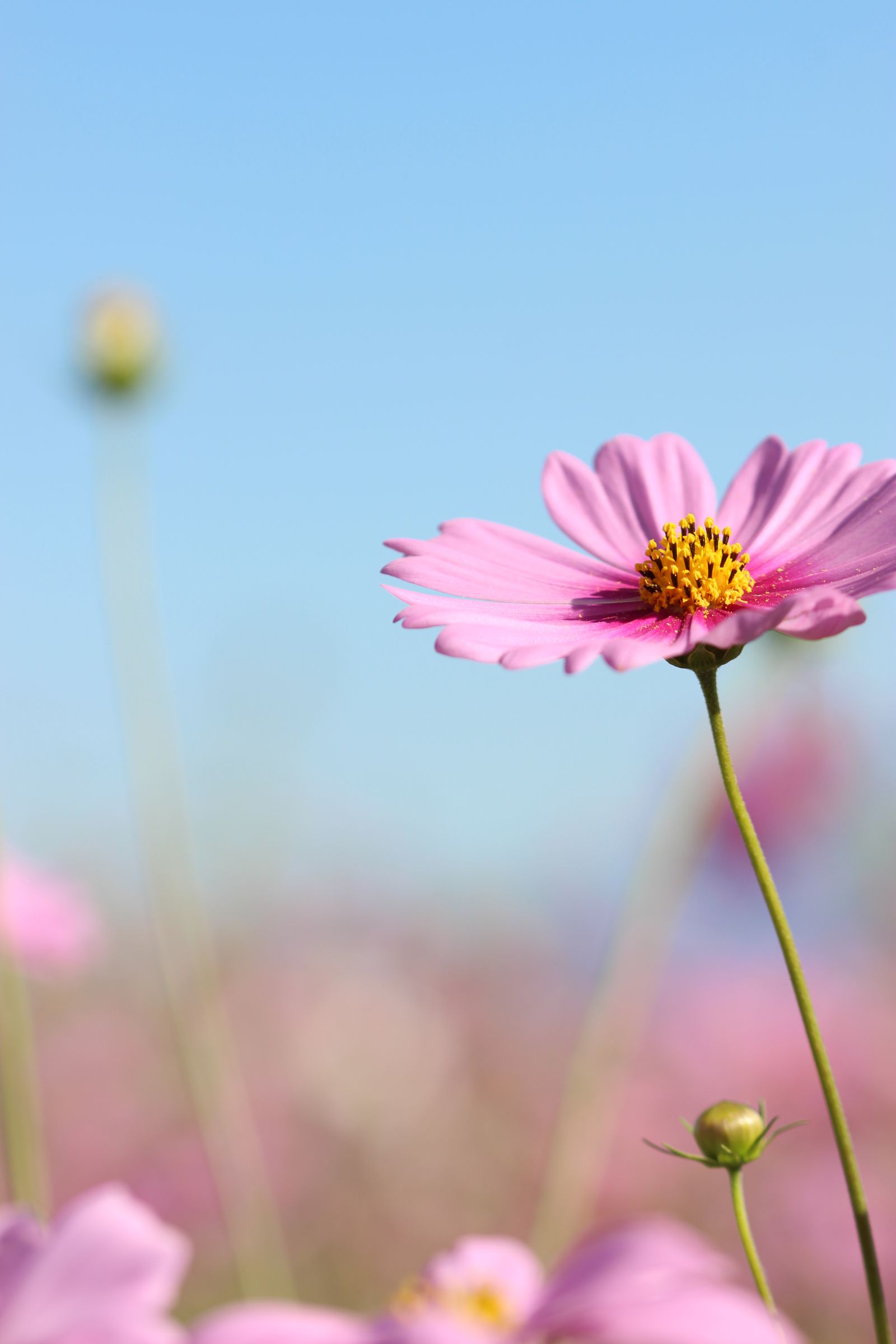 秋桜咲いた | GANREF