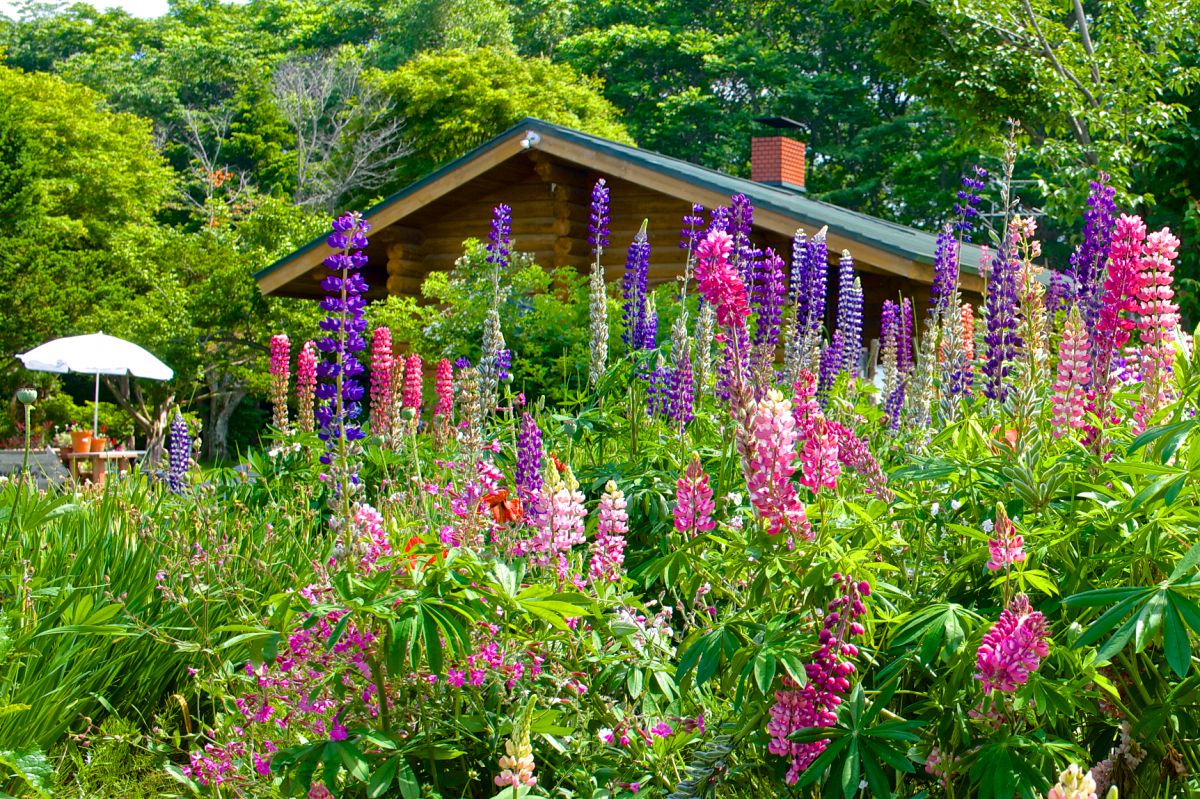ルピナス 植物 花 花びら Ganref