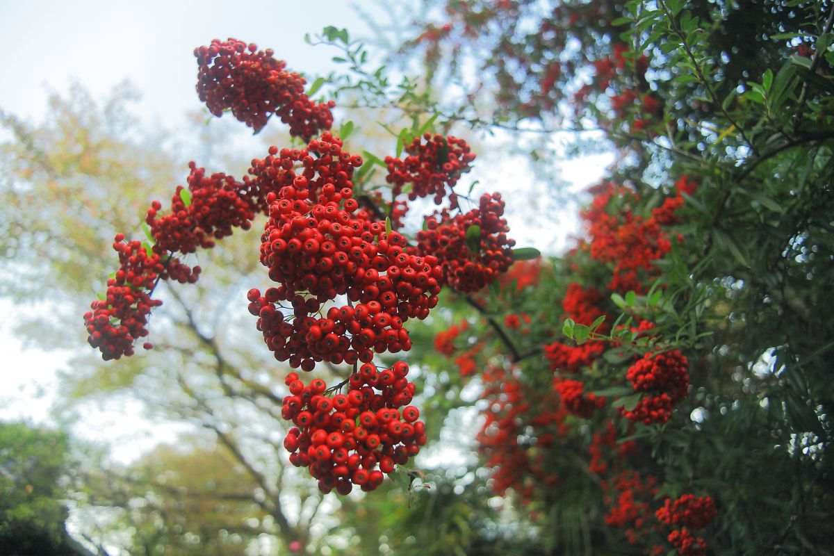 赤い実 植物 実 果実 Ganref