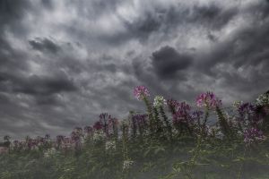 嵐の前の静けさ 自然 風景 空 雲 Ganref