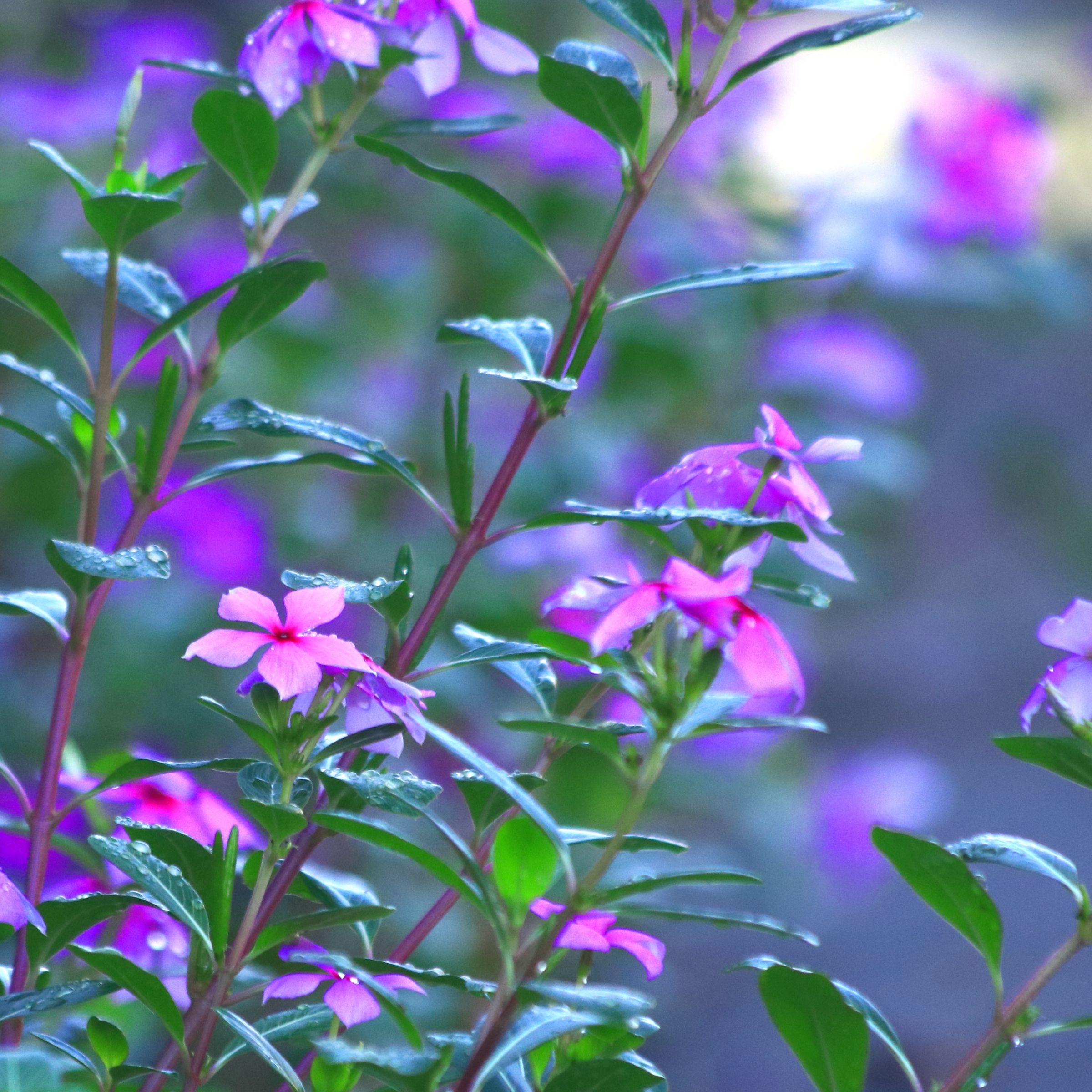 縁起物】 思い出の花 | 花言葉「永遠の思い出」の逆引き検索結果一覧 