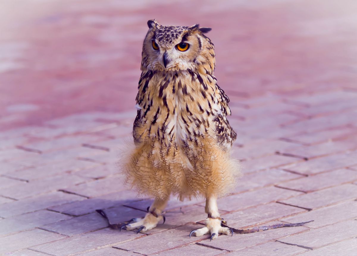 仁王立ち 動物 鳥類 Ganref 仁王立ち 動物 鳥類 Ganref