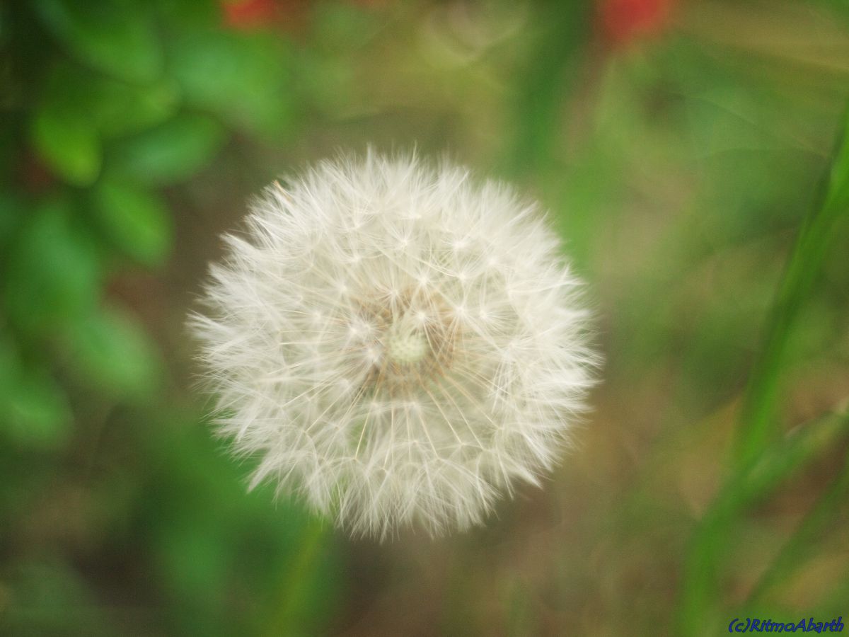 わたぼうし 植物 花 花びら Ganref