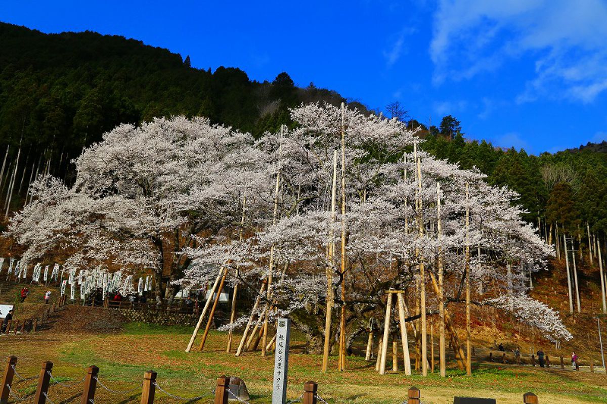 根尾谷淡墨桜  植物 ＞ 樹木  GANREF