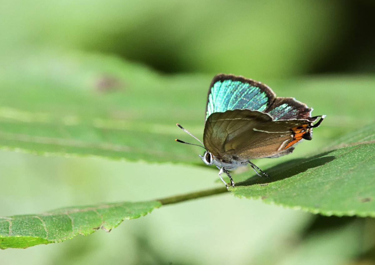 ゼフィルス ミドリシジミ 動物 虫 昆虫 Ganref
