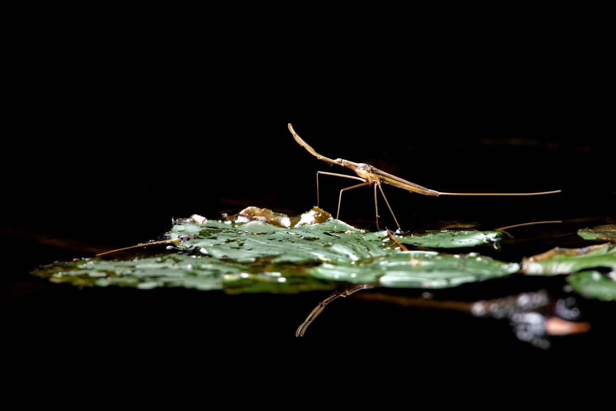 ミズカマキリ 動物 虫 昆虫 Ganref ミズカマキリ 動物 虫 昆虫 Ganref