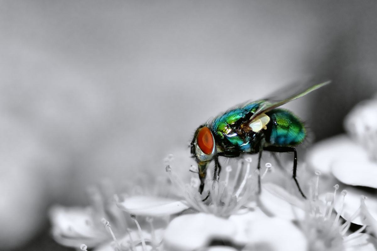 然れど銀蝿 動物 虫 昆虫 Ganref 然れど銀蝿 動物 虫 昆虫 Ganref