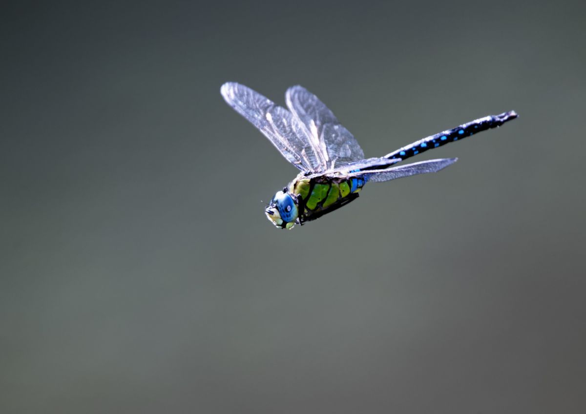 安曇野のトンボ | GANREF