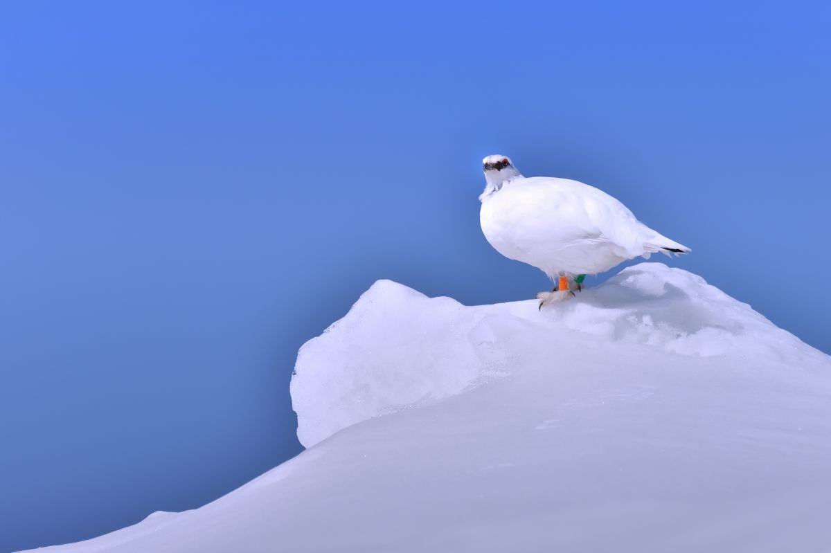 冬毛の雷鳥３ 動物 鳥類 Ganref