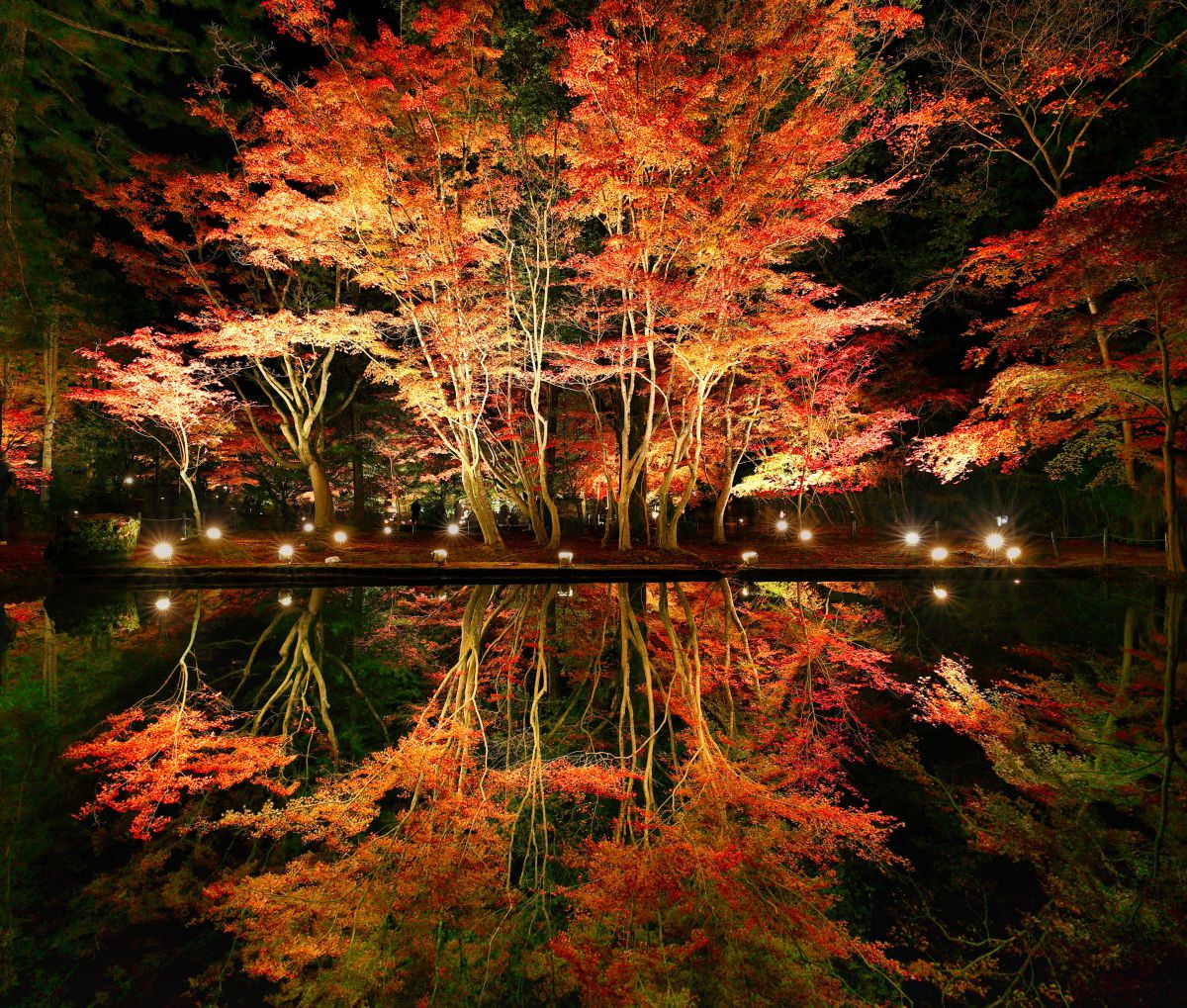 今年でラストの紅葉 | GANREF