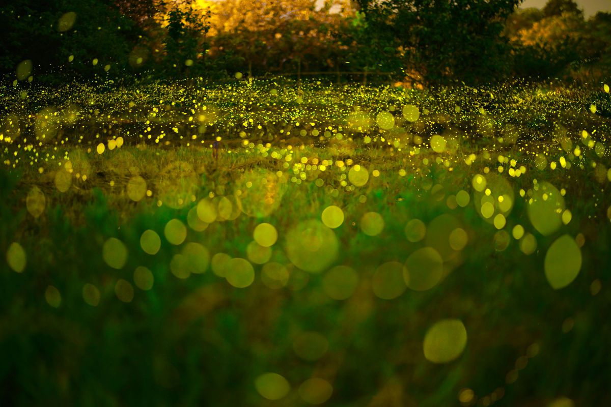その者青き衣をまといて 動物 虫 昆虫 Ganref