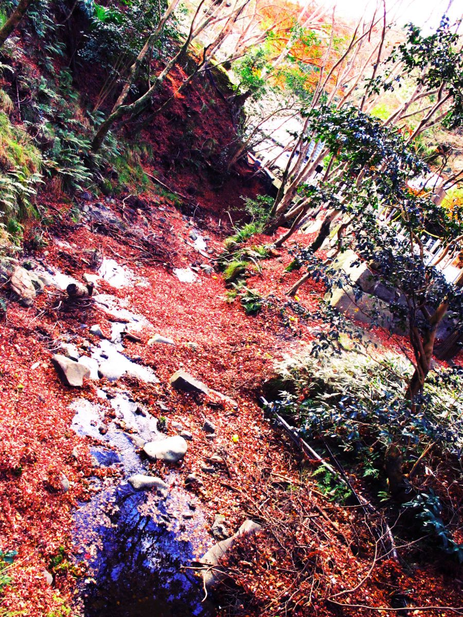 唐紅に水くくるとは 植物 紅葉 Ganref