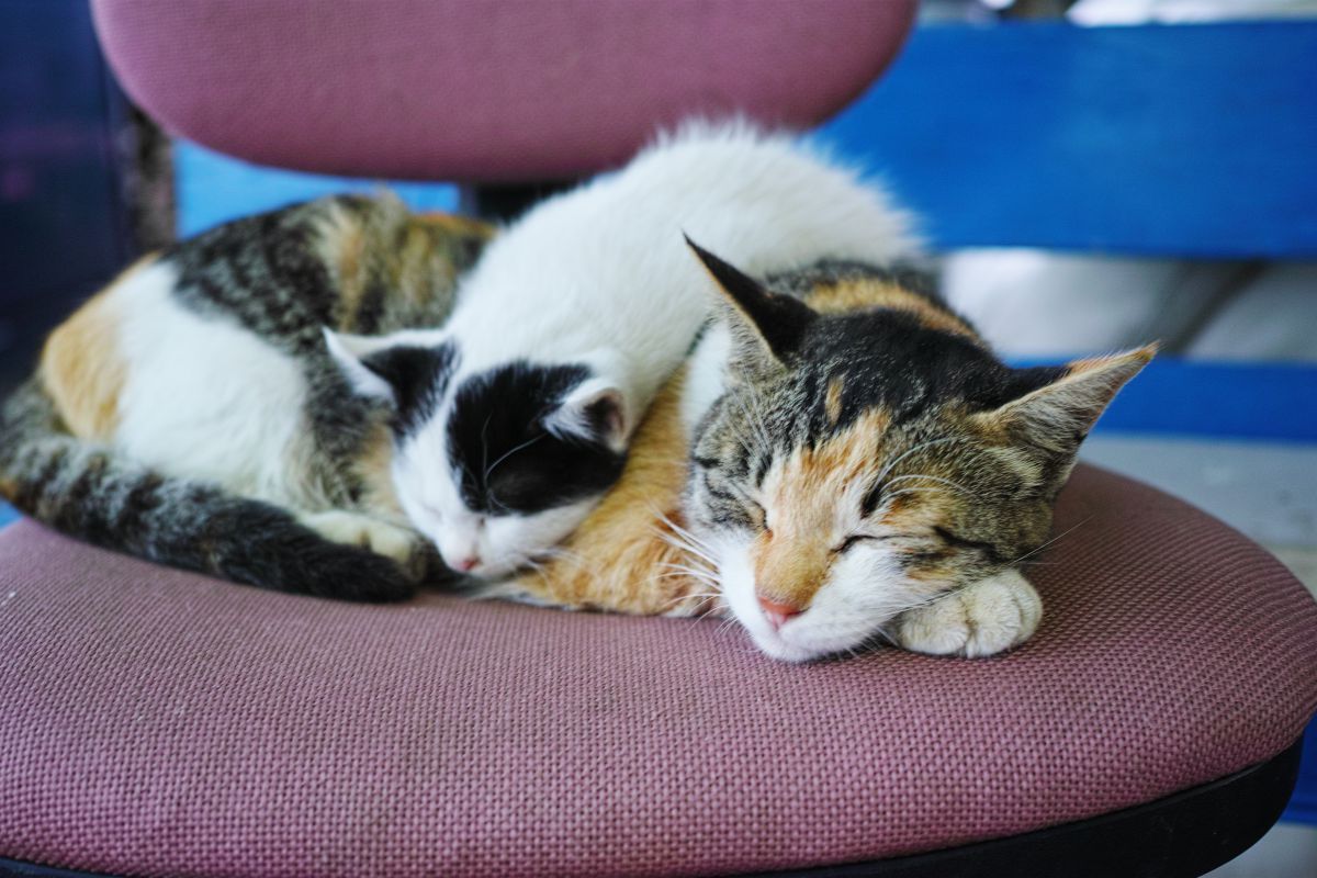 ねこがさね 動物 猫 Ganref