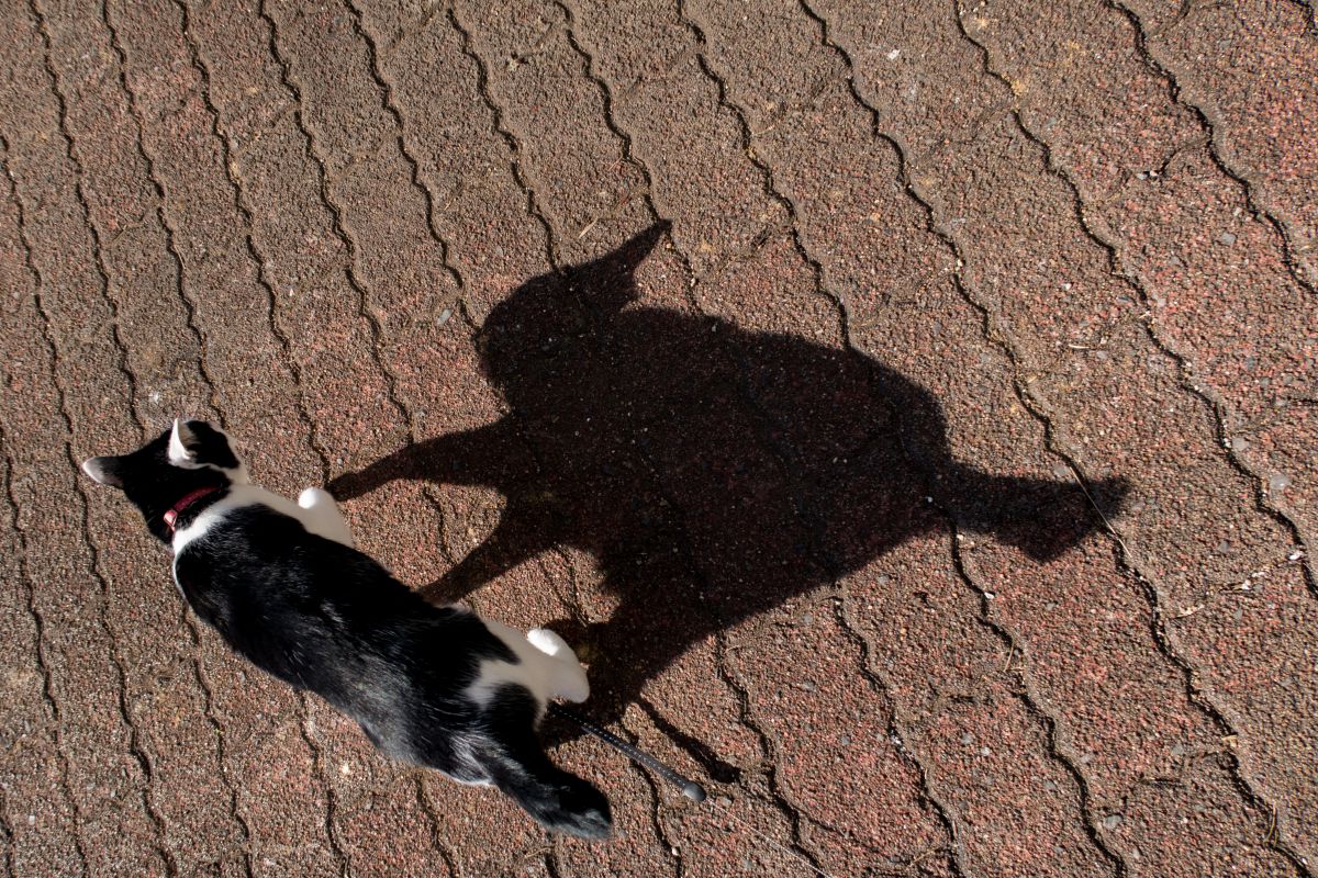 猫の影 動物 猫 Ganref