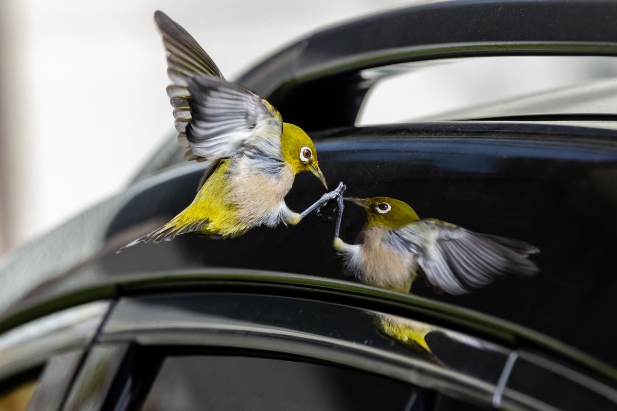 初レース観戦'85-'86 鈴鹿8耐の思い出 / 近年知ったケネスさんの愚痴と