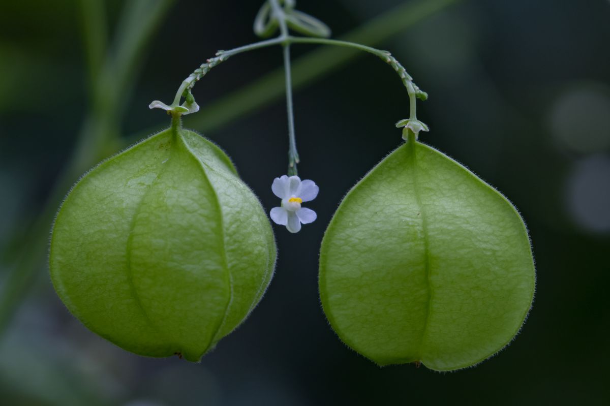 風船葛の花 植物 花 花びら Ganref