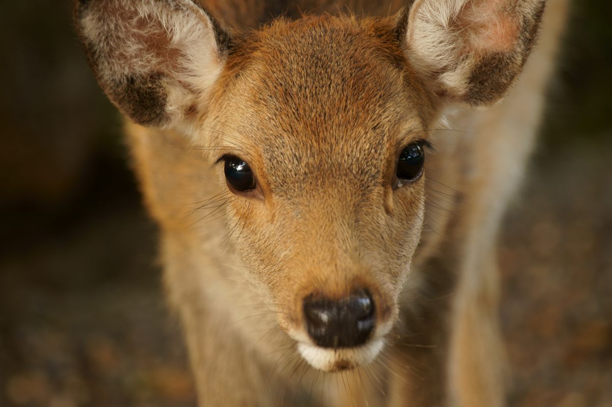 鹿の瞳 動物 小動物 Ganref