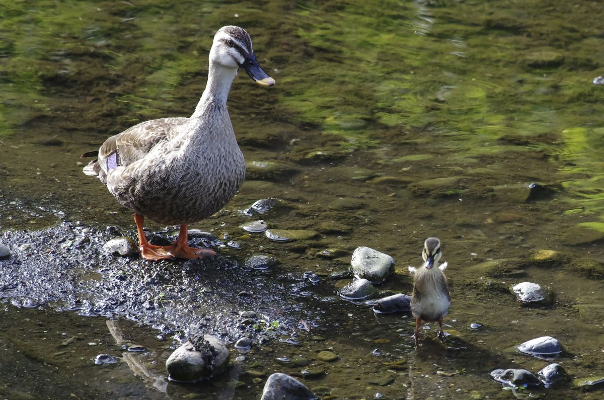 二足歩行 動物 鳥類 Ganref