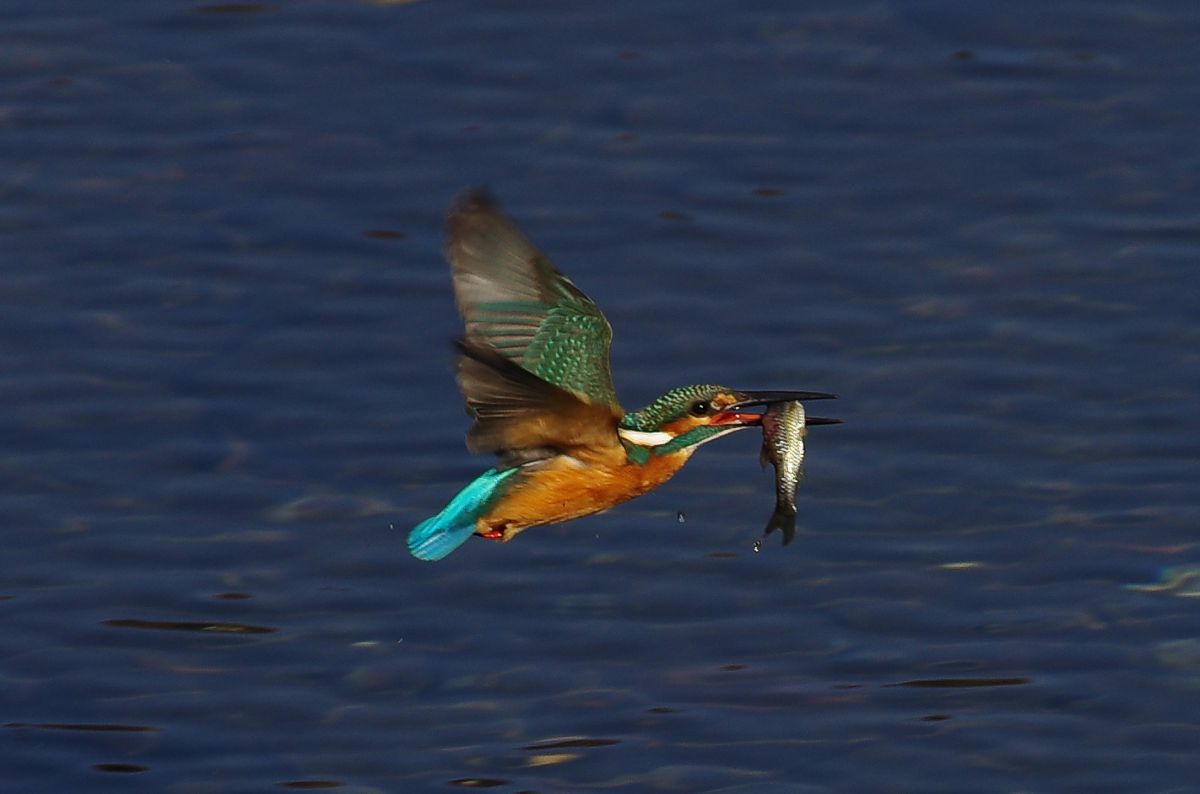 カワセミの捕食シーン 動物 鳥類 Ganref