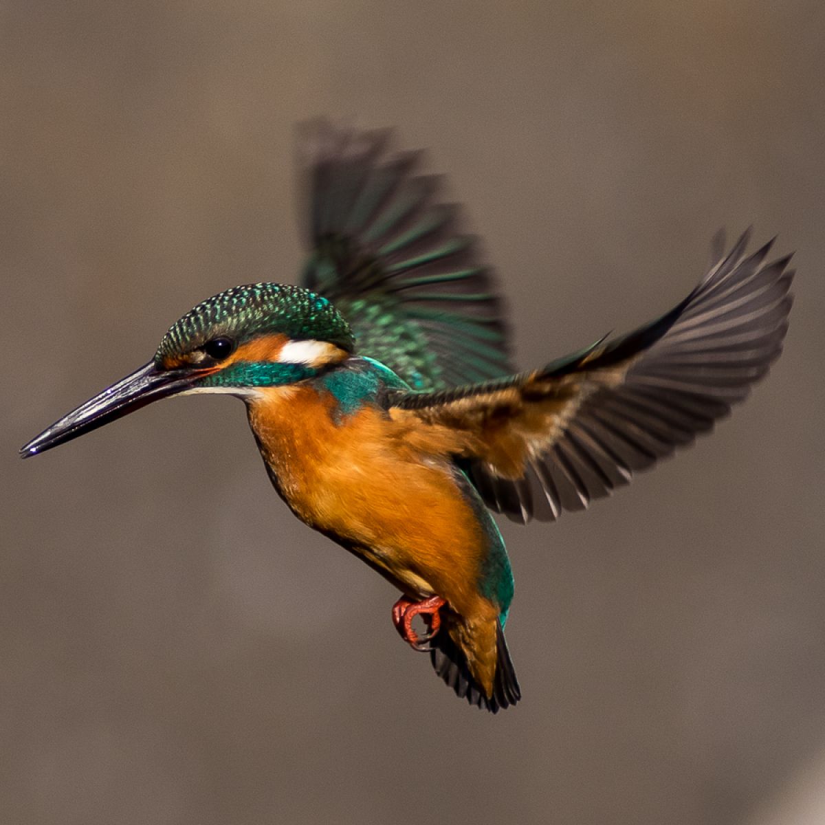 HD PENTAX-DA 560mmF5.6ED AWで撮影された写真 | 写真検索 | GANREF
