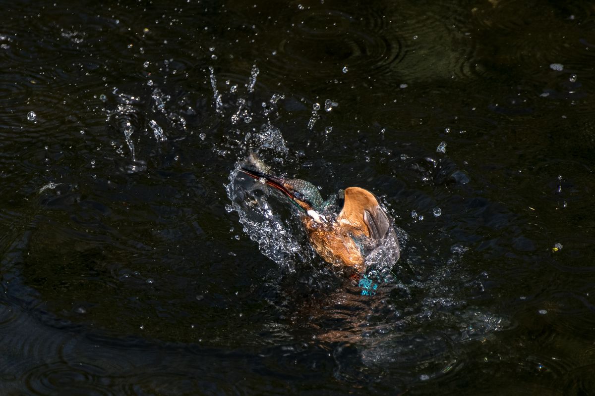 自分で捕食 動物 鳥類 Ganref