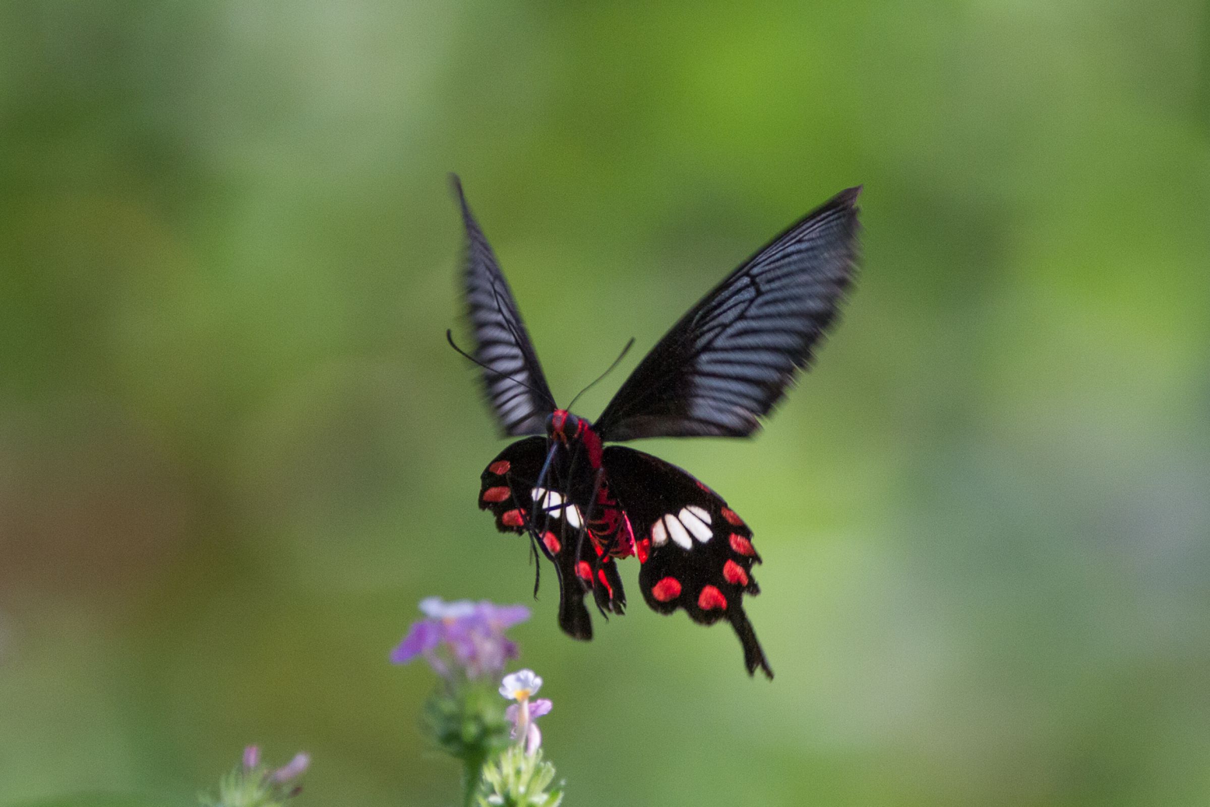 ベニモンアゲハの舞い | GANREF