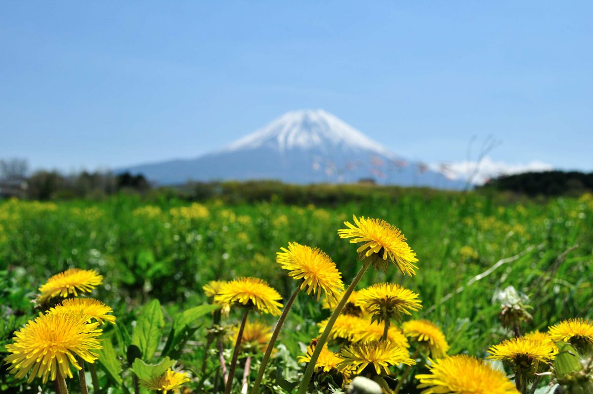 朝霧の春 植物 花 花びら Ganref 朝霧の春 植物 花 花びら Ganref