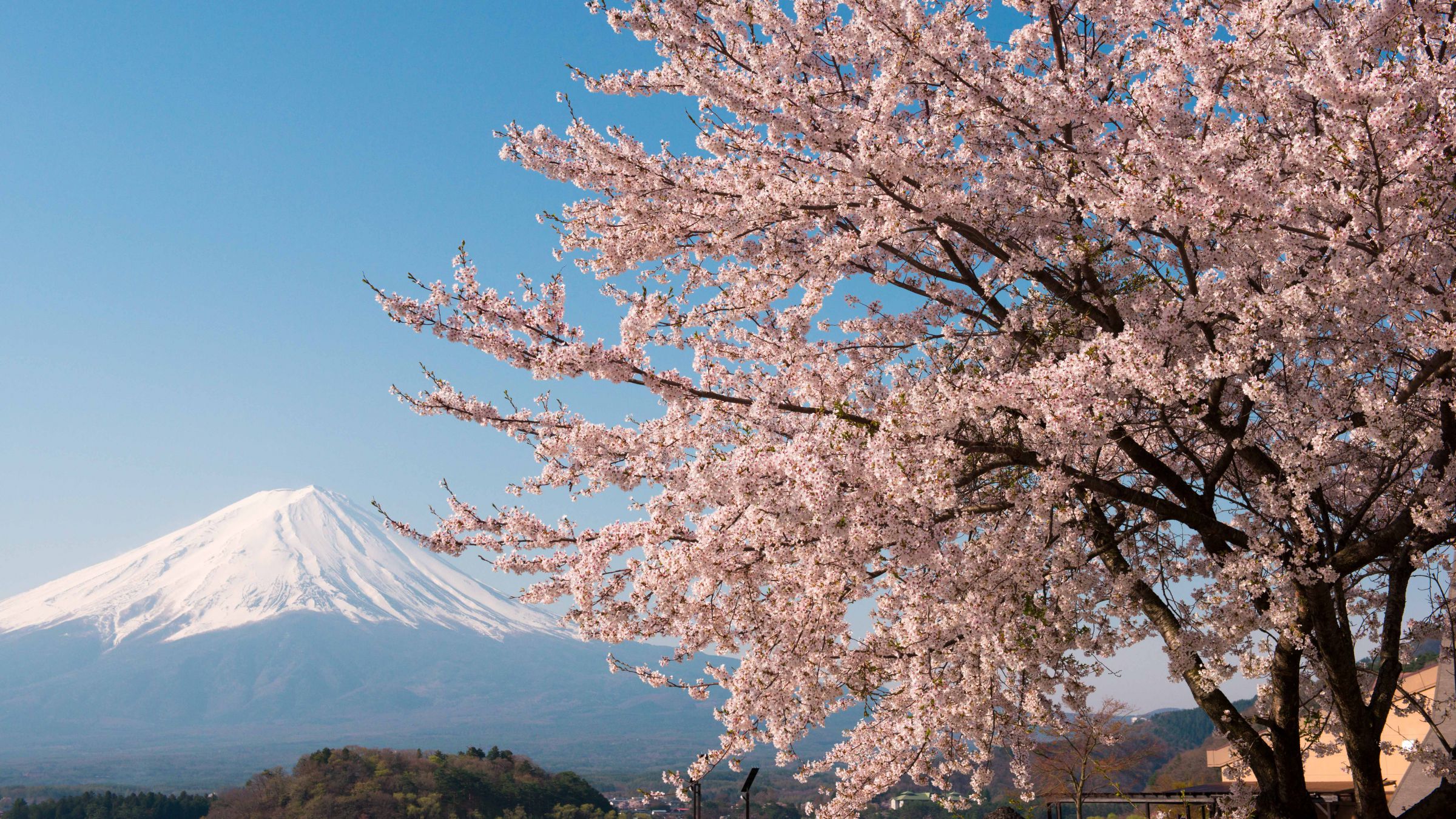 富士と桜 ～河口湖大石公園～ | GANREF