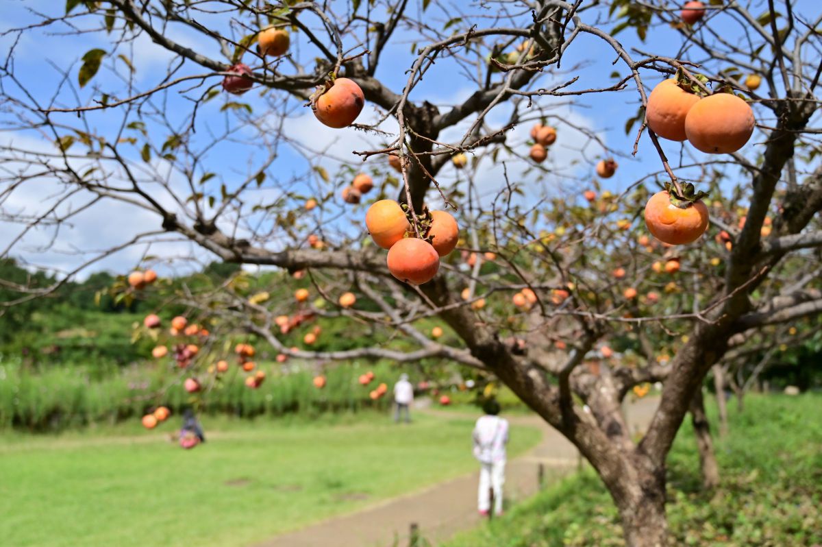 実りの秋 自然 風景 その他 Ganref