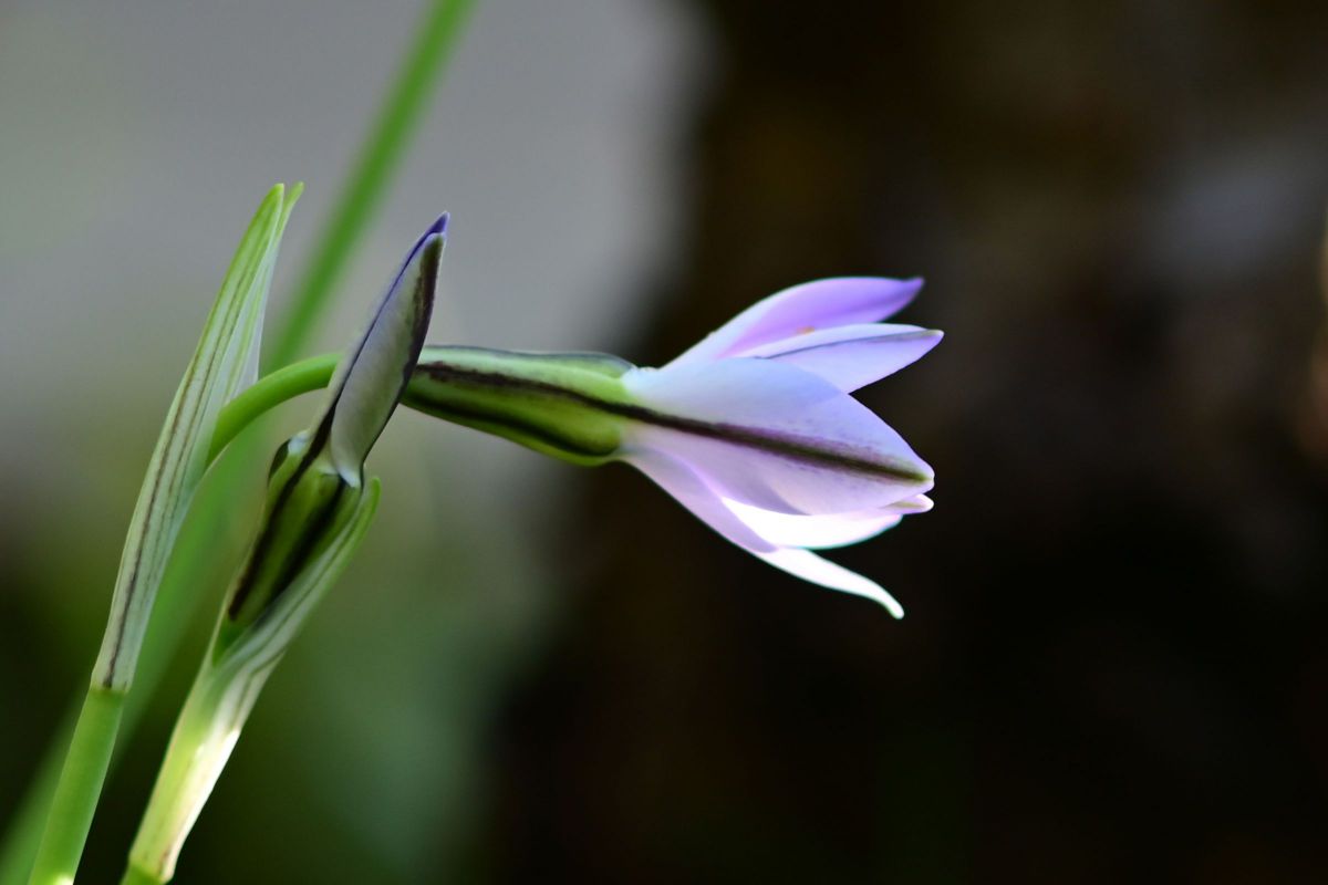 ハナニラ 植物 花 花びら Ganref ハナニラ 植物 花 花びら Ganref
