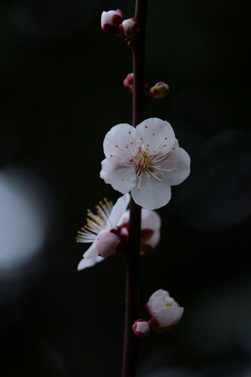 やっと咲き始めた豊後梅 植物 花 花びら Ganref