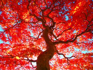 紅葉☆ 4K Japan Autumn leaves 絶景紅葉4K104 紅葉宇宙 1 4Kグラン