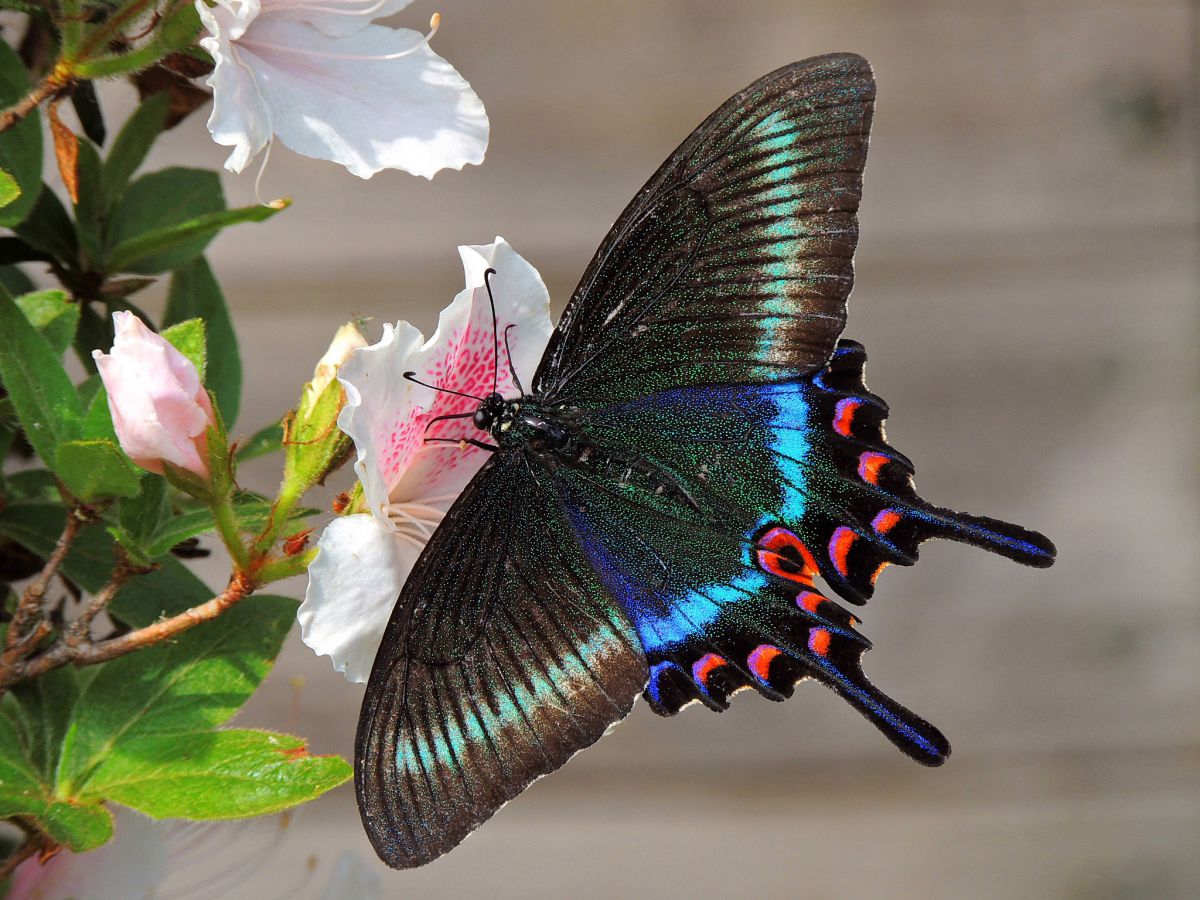 ミヤマカラスアゲハ 動物 虫 昆虫 Ganref