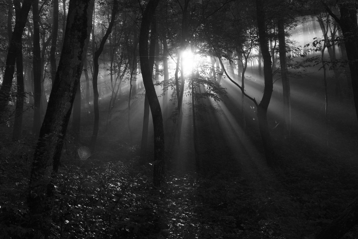 LUMIX S 18-40mm F4.5-6.3で撮影された写真 | 写真検索 | GANREF