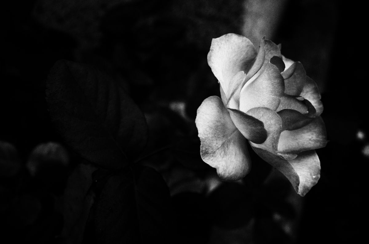 Monochrome Rose 植物 花 花びら Ganref