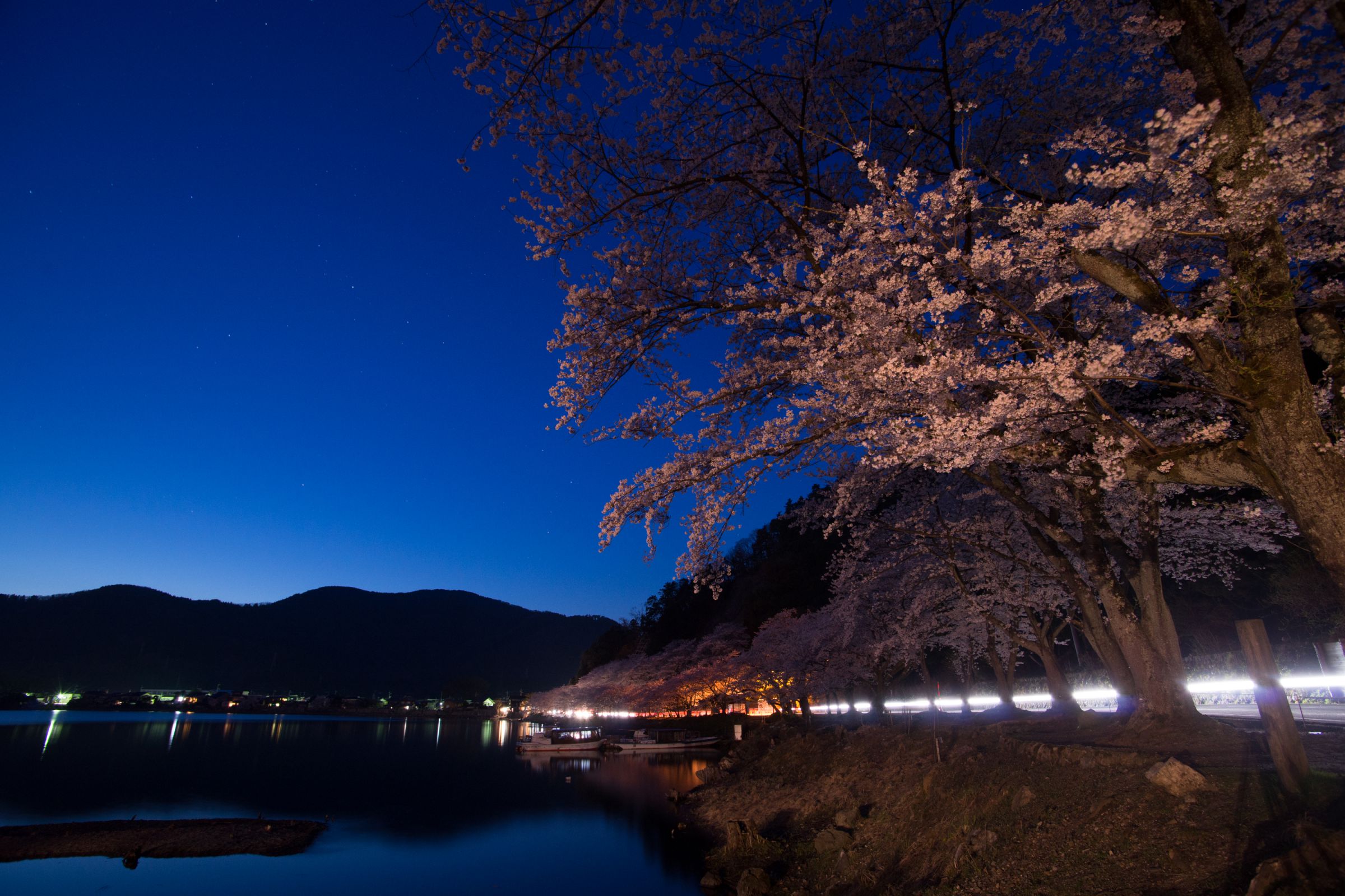 夜桜 輝く川面、東京都目黒川の夜桜ライトアップ（Nikon D850・Sony