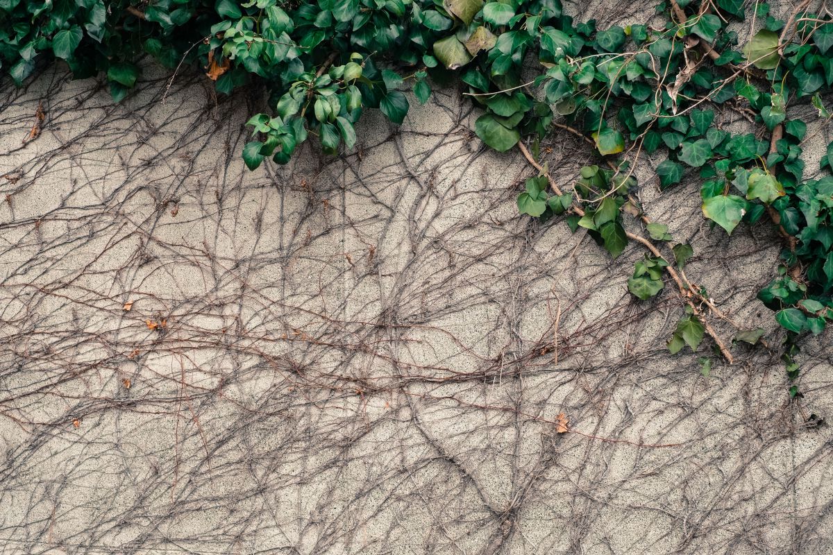 常緑低木 植物 つる つた Ganref