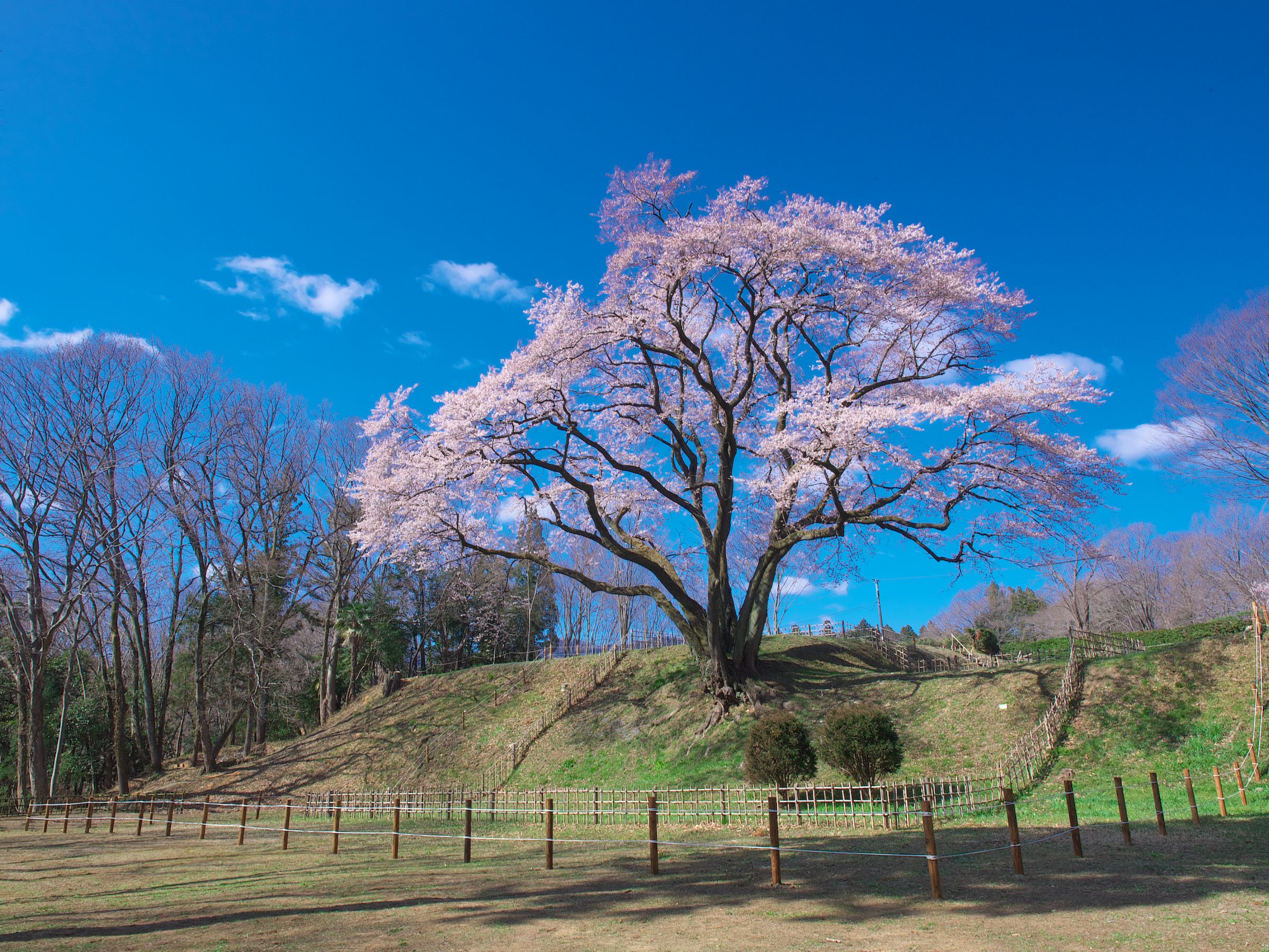 一本桜 - 鉢形城の桜 エドヒガン | GANREF