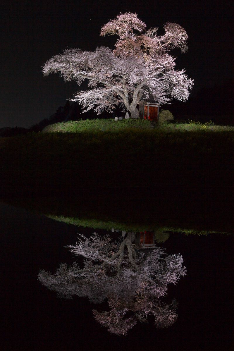 水面に浮かぶ春 小沢の桜 植物 桜 Ganref