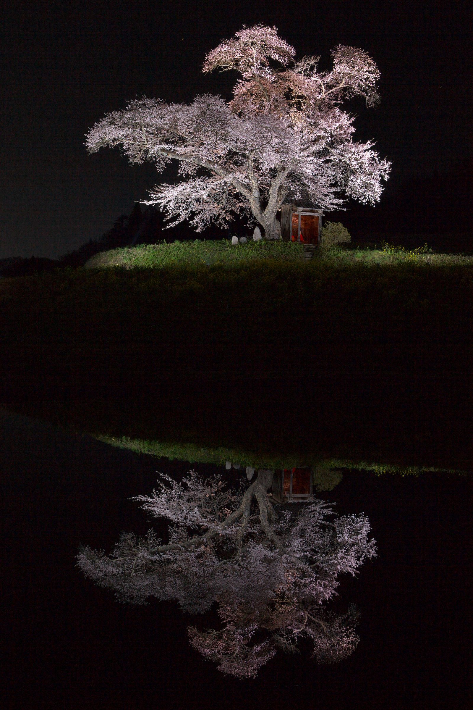 水面に浮かぶ春 - 小沢の桜 | GANREF