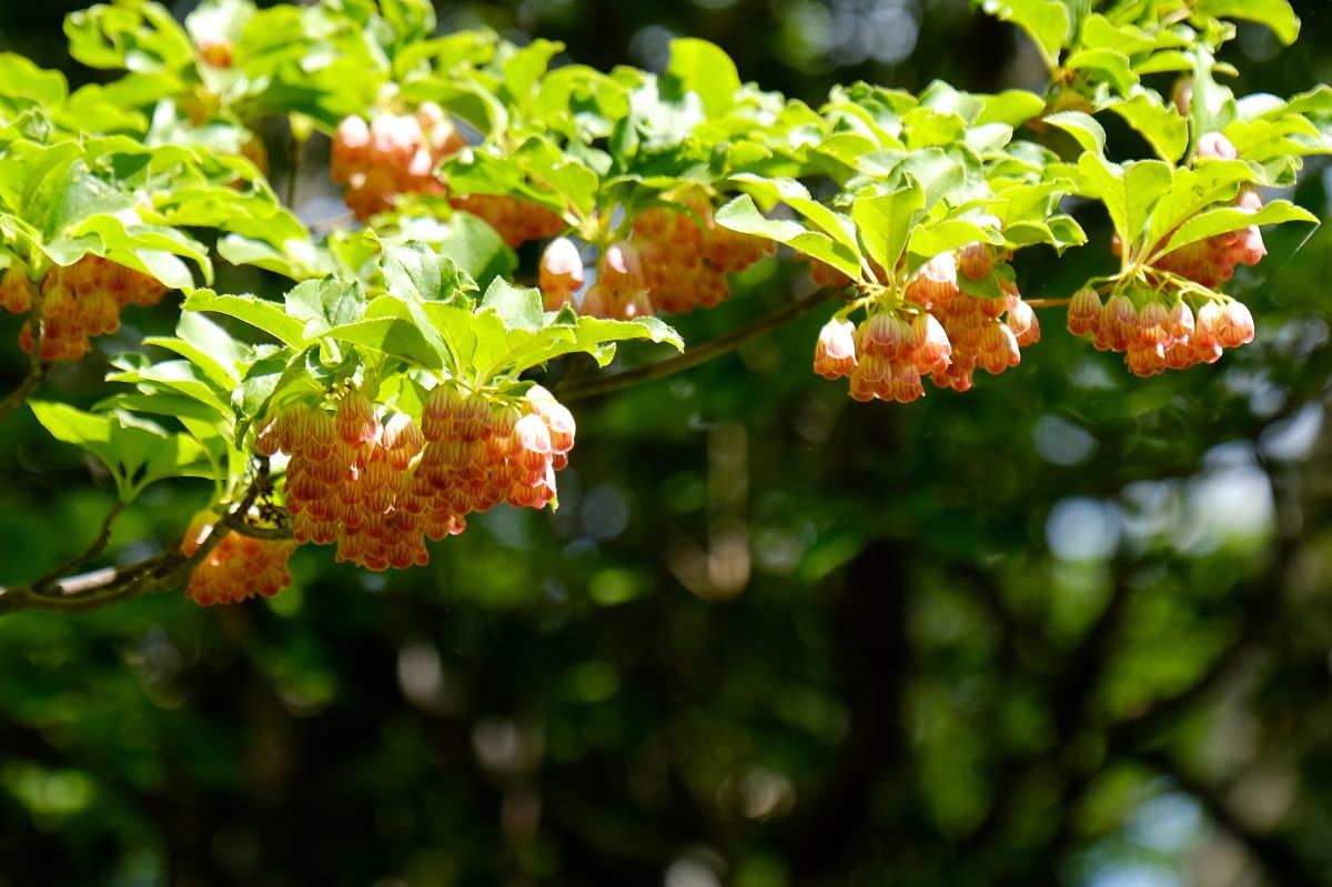 初夏の風物 サラサドウダン 植物 花 花びら Ganref