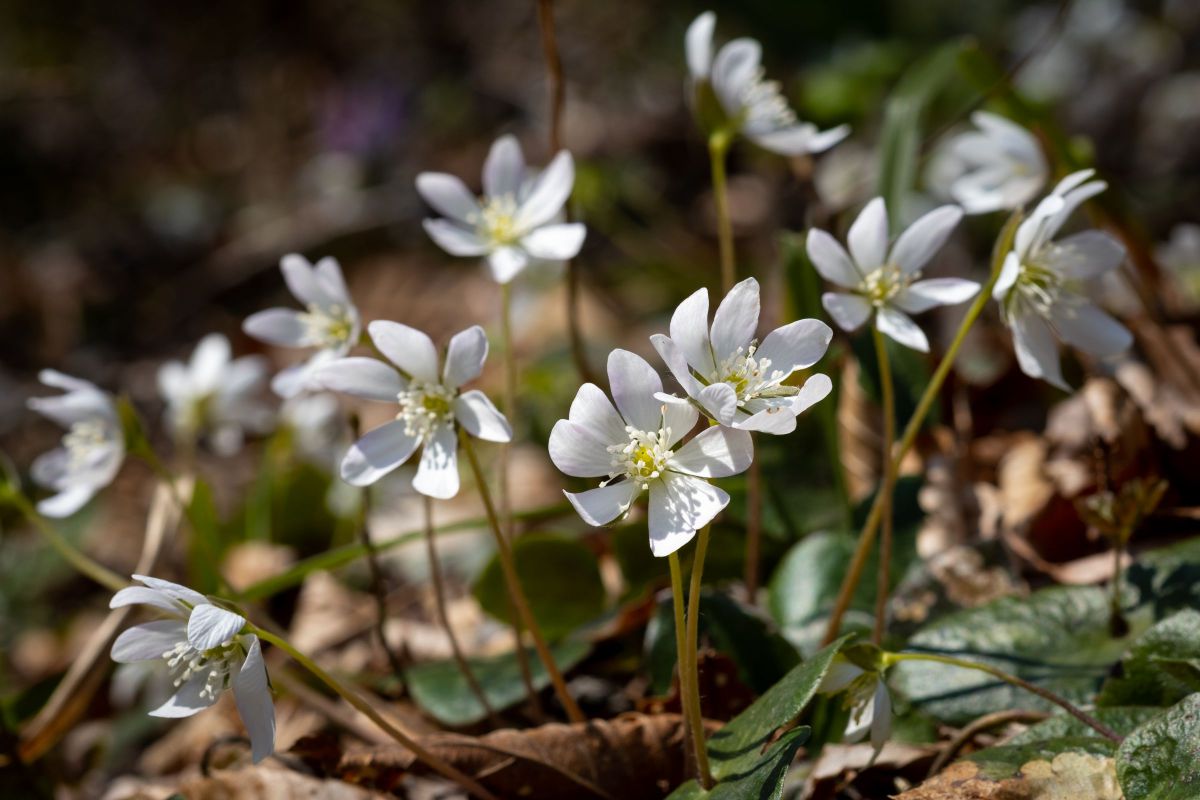 Spring ephemerals オオミスミソウ | GANREF