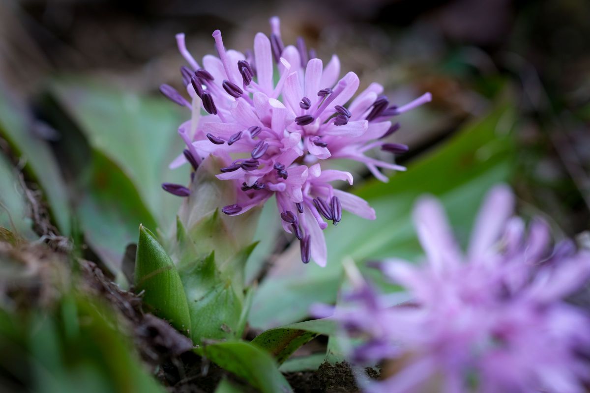 Spring ephemerals ショウジョウバカマ | GANREF