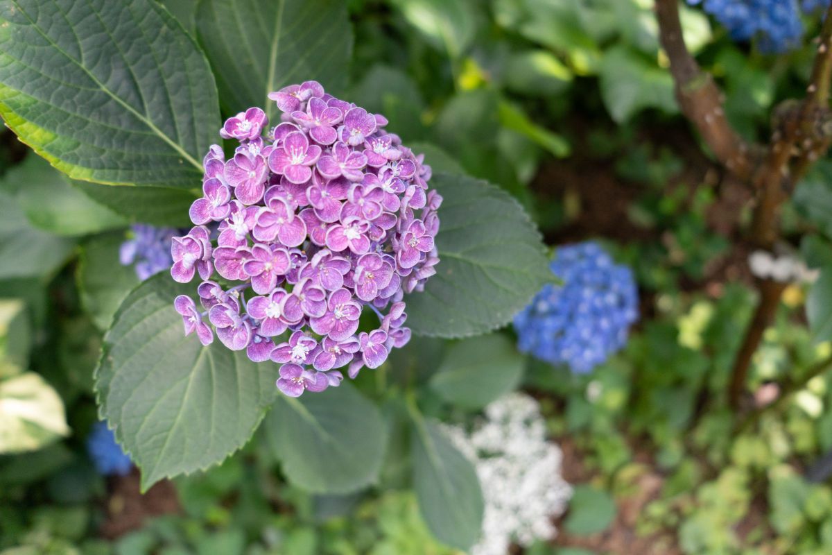 これも紫陽花 | GANREF