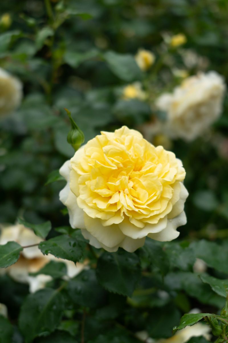 朱の花重ね