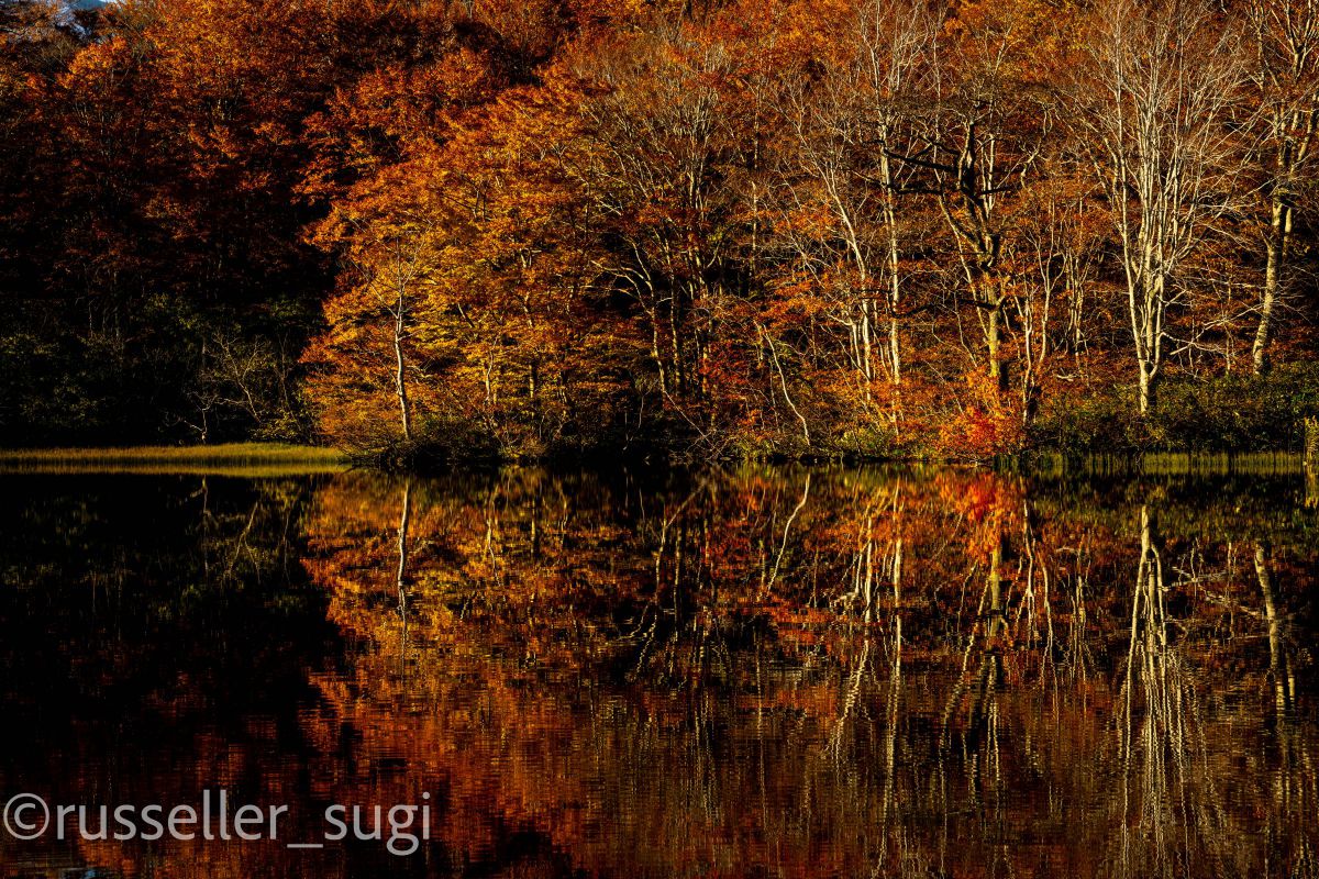AUTUMN LEAVES | GANREF